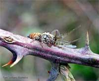 ragno Carrhotus femmina con zanzarone