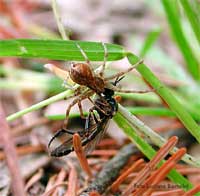 Piccolo ragno con una vespa