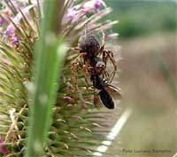 ragno Oxyopidae sp. con una preda