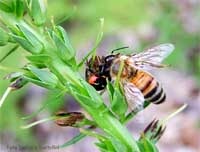 Synaema globosum che ha catturato un'ape