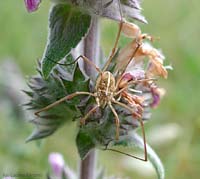 Metaphalangium sp.