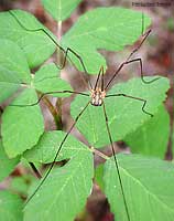 Opilionide dalle gambe lunghe