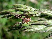 Metaphalangium sp.