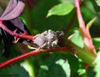 philaeus chrysops femmina philaeus chrysops femmina