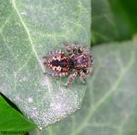 philaeus chrysops femmina philaeus chrysops femmina
