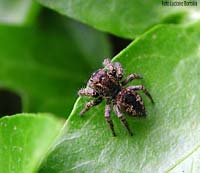 Salticide femmina philaeus chrysops Salticide femmina philaeus chrysops