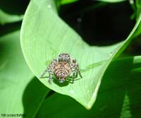 Philaeus chrysops femmina Philaeus chrysops femmina