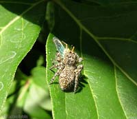 philaeus chrysops philaeus chrysops