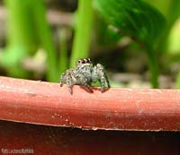 Philaeus chrysops femmina Philaeus chrysops femmina
