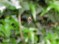 Araneus diadematus al centro della sua ragnatela
