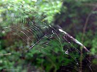 Ragnatela costruita tra le piante