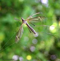 Tipula imprigionata in una ragnatela