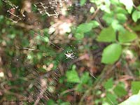 Ragnatela di Araneus diadematus