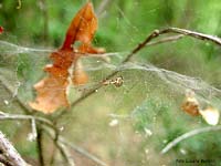 Mangora sulla ragnatela