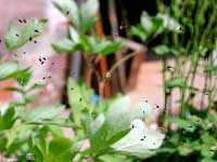 Mangora sulla ragnatela