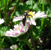 Ragno Xysticus in lotta con un bruco