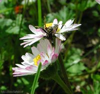 Ragno Xysticus in lotta con un bruco