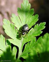 Ragno heliophanus cupreus femmina