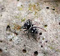 Sheliophanus apiatus maschio