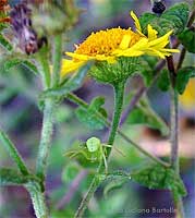 Piccolo Tomiside verde