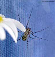 Scytodes Thoracica