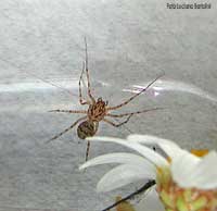 Scytodes Thoracica