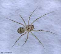 Scytodes Thoracica