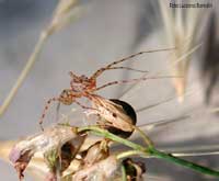 Scytodes Thoracica