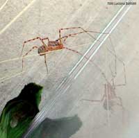 Scytodes Thoracica