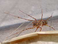 Scytodes Thoracica