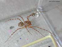 Scytodes Thoracica