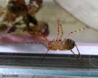 Scytodes Thoracica