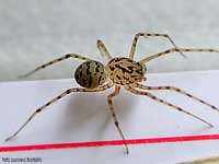 Scytodes Thoracica con il tipico pattern screziato