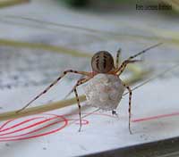 Scytodes Thoracica con le uova