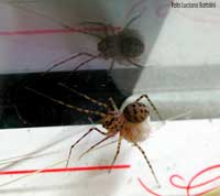 Scytodes Thoracica con il suo grappolo di uovo