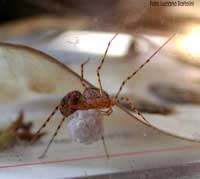 Scytodes Thoracica con il grappolo di uova