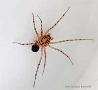 Scytodes Thoracica dal corpo piccolo e scuro