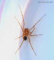 Scytodes Thoracica