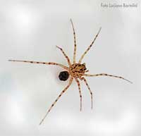 Scytodes Thoracica