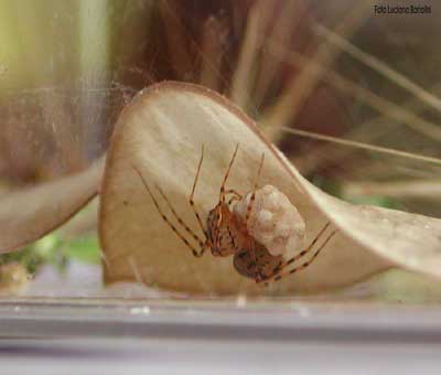 scythodes con i piccoli che stanno per nascere