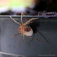 scytodes che si porta a spasso il suo bozzolo con le uova