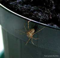 ragno scytodes thoracica