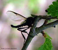 Bibio sp. Bibio sp.
