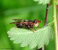 Conopidae specie myopa