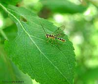Piccolissimo Ichneumonidae colorato
