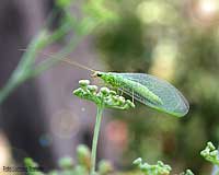 Crisopa sp.