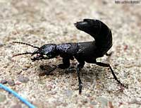 Ocypus olens
