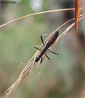 Micrelytra fossularum