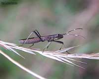 Micrelytra fossularum