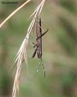 Micrelytra  fossularum